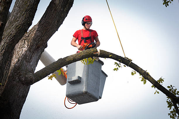 Best Tree Stump Removal  in Ridgeway, AK